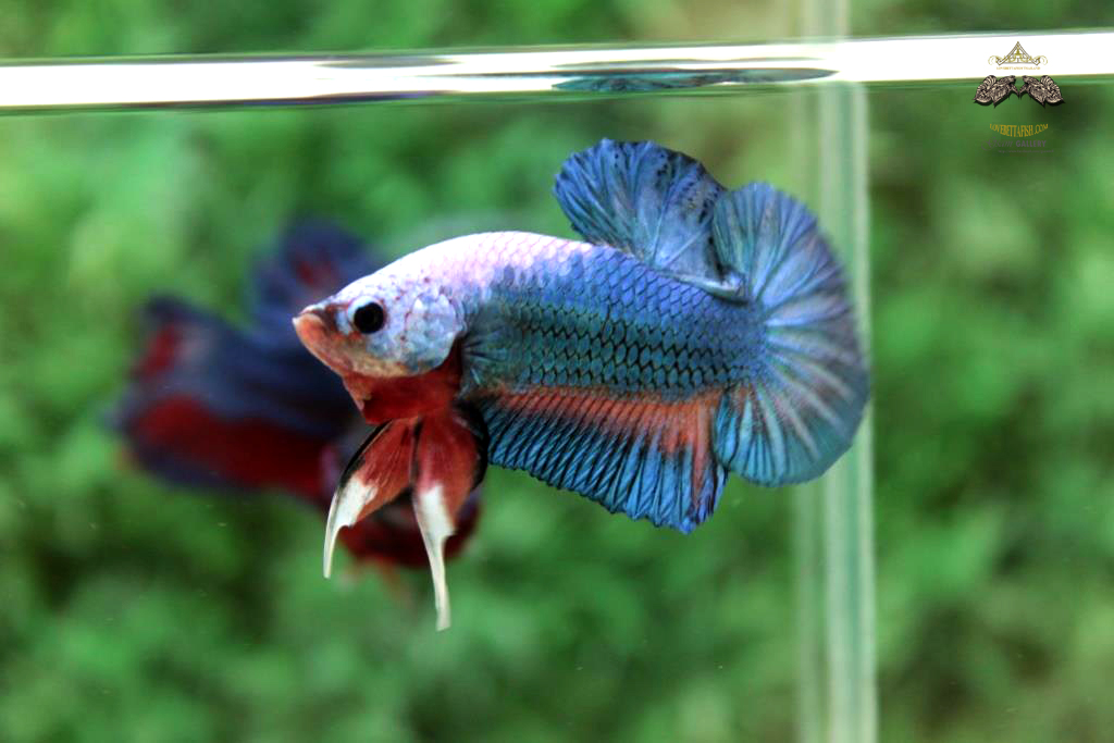 ปลากัดคัดเกรดครีบสั้น - Halfmoon Plakad Fancy Dragon Quality Grade
