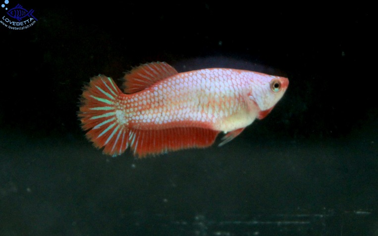 (ขายแล้วครับ)"คัดเกรด"ปลากัดครีบสั้น-Halfmoon Plakats Female Super Fancy Orenge