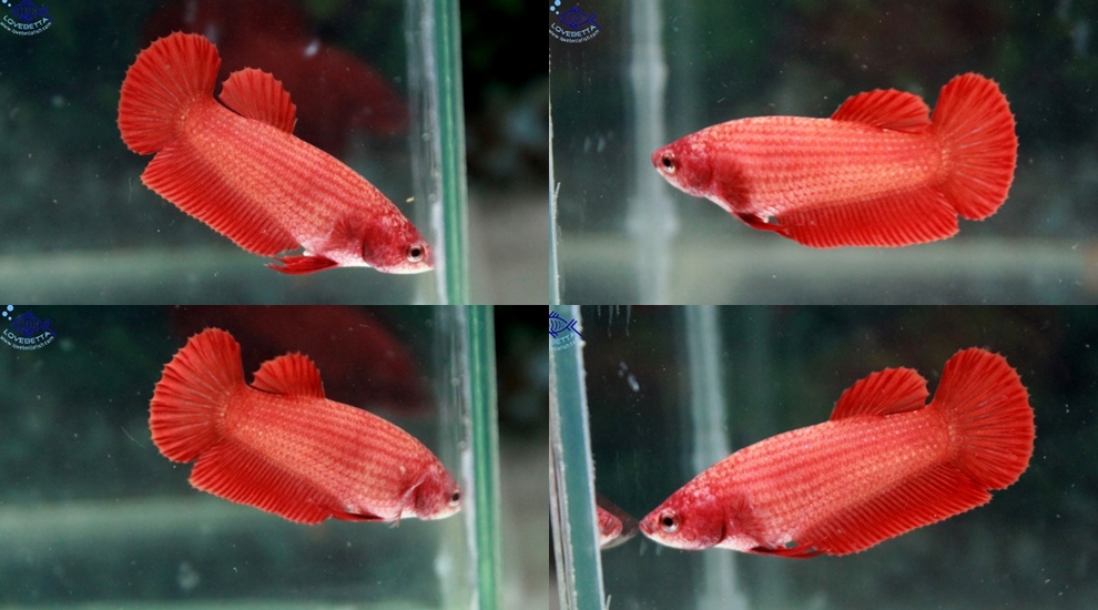 (ขายแล้วครับ)"คัดเกรด"ปลากัดครีบสั้นตัวเมีย-Female Halfmoon Plakats Super Red