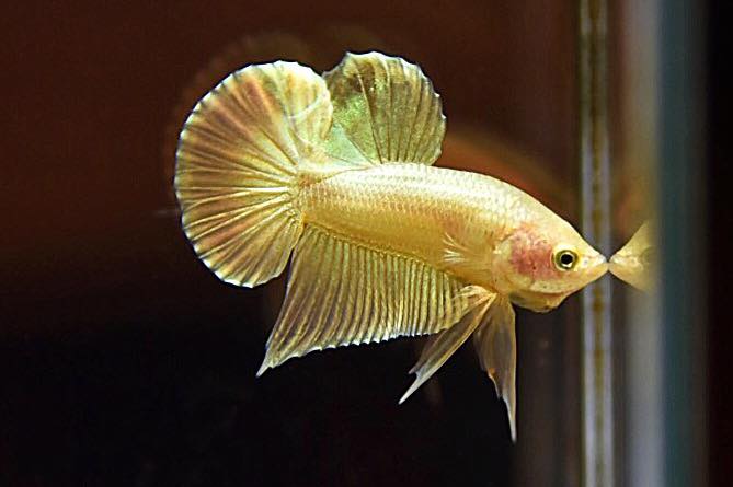 "ปลากัดสีทอง Super Gold" ปลากัดคัดเกรดครีบสั้น - Halfmoon Plakad Super Gold Quality Grade