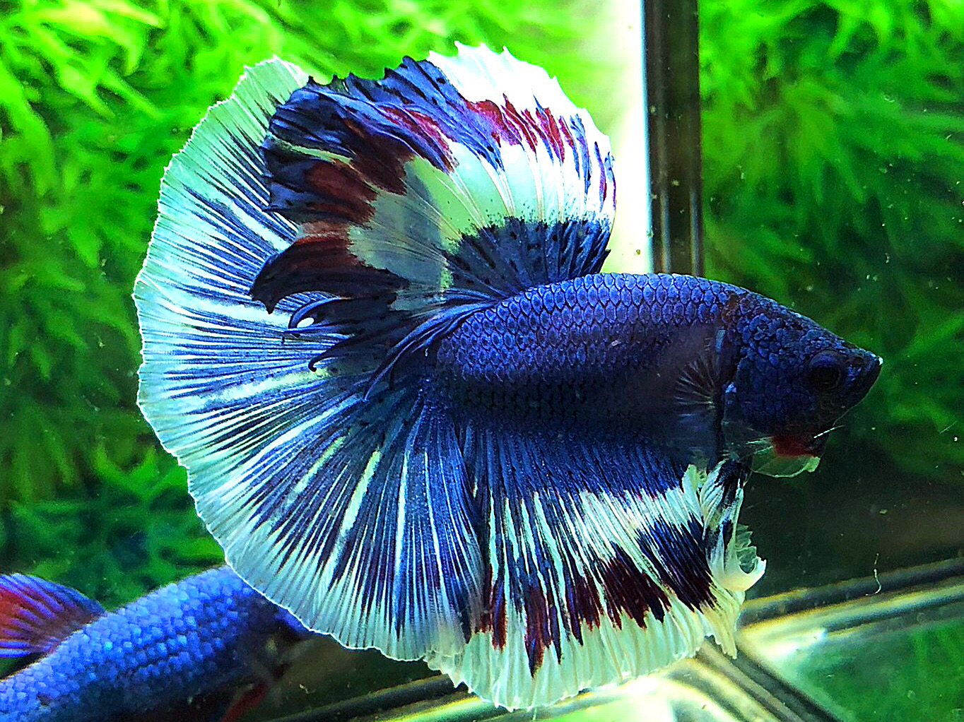 ปลากัดคัดเกรดครีบยาว - Halfmoon Blue Fancy Premium Quality Grade