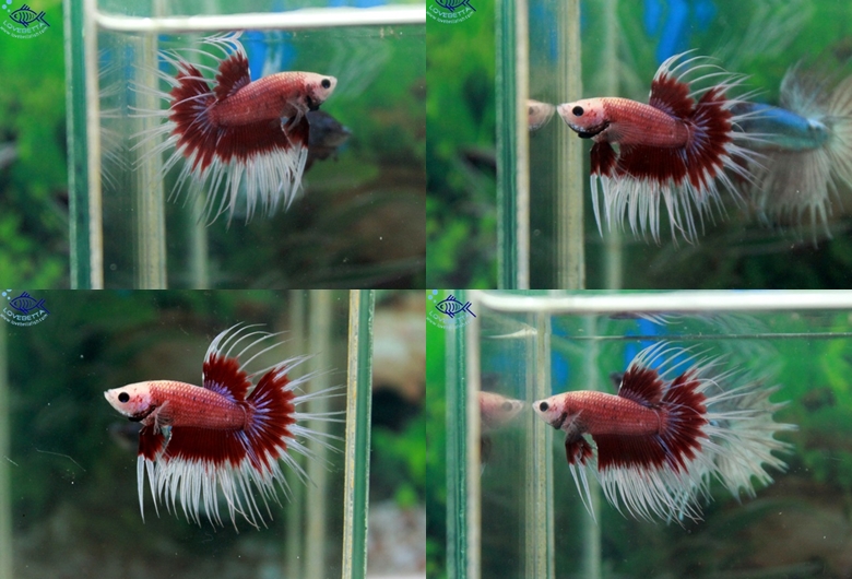 (ขายแล้วครับ)Crowntails Fancy แดงลอก