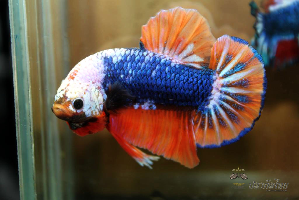 ปลาใหญ่ขนาดเกือบ 1.8-1.9 นิ้ว ปลากัดคัดเกรดครีบ - Halfmoon Plakad Fancy Orange Monster Premium Quality Grade