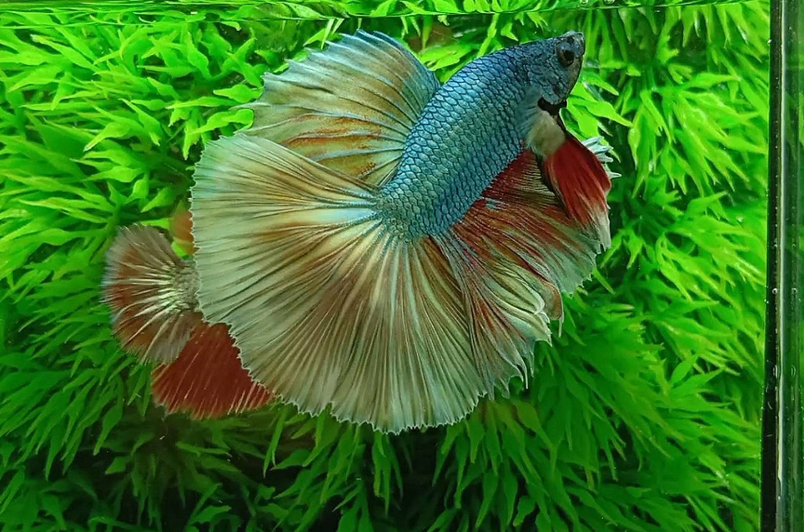 ปลากัดคัดเกรดครีบยาวตัวผู้ตัวเมียพร้อมผสม - Male+Female Halfmoon Fancy Yellow Copper Colors Premium Quality Grade