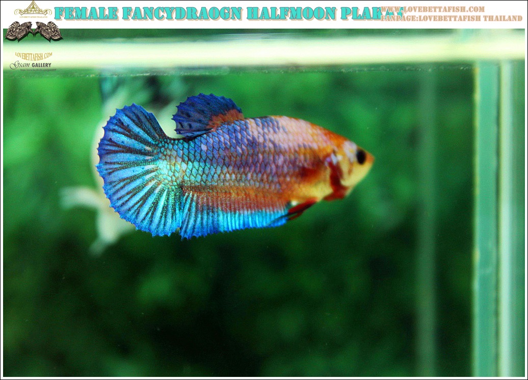 (ขายแล้วครับ)นานๆทีปล่อยตัวเมียครับ"คัดเกรด"ปลากัดครีบสั้น-Female Halfmoon Plakats Fancy Dragon Orange Quality Grade