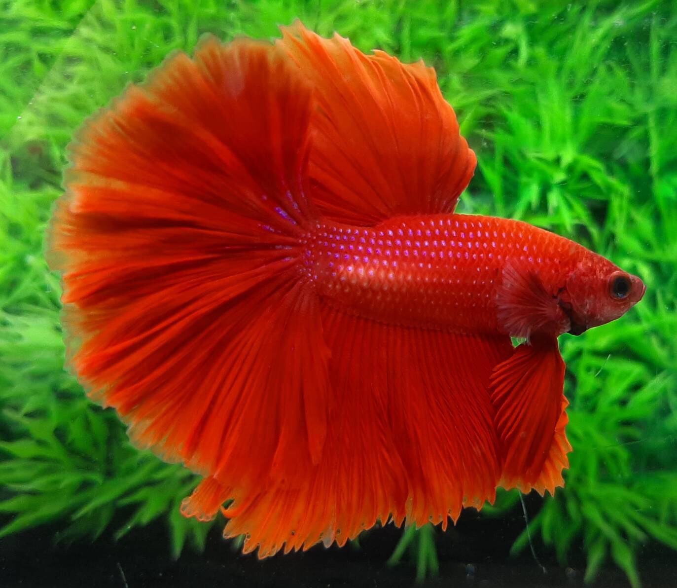 ปลากัดคัดเกรดครีบยาว - Halfmoon Super Red Premium Quality Grade AAA+