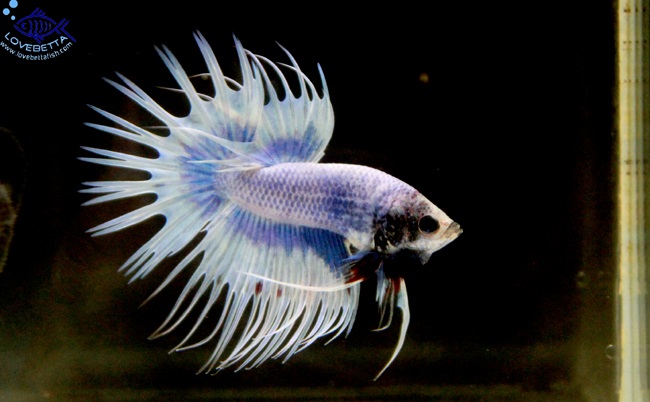(ขายแล้วครับ)ตอนรับเทศกาล สงกรานต์ ปลากัดครีบยาวหางมงกุฏ-Crowntails Fancy