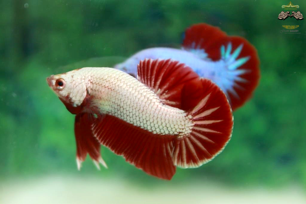 คัดเกรดปลากัดครีบสั้น - HalfMoon Plakad Red Dragon Quality Grade