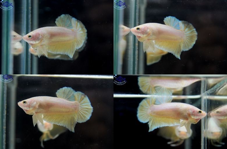 (ขายแล้วครับ)"คัดเกรด"ปลากัดครีบสั้น-Halfmoon Plakats Super Gold Grade A