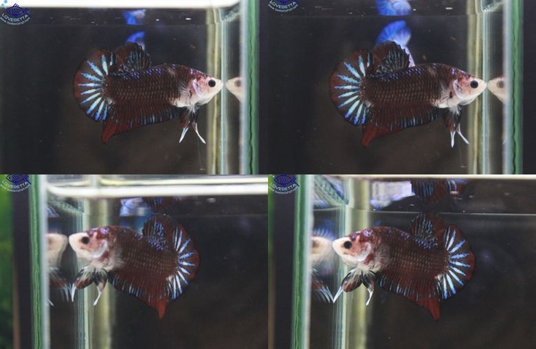 (ขายแล้วครับ)"คัดเกรด"ปลากัดครีบสั้น-Halfmoon Plakats Super Fancy