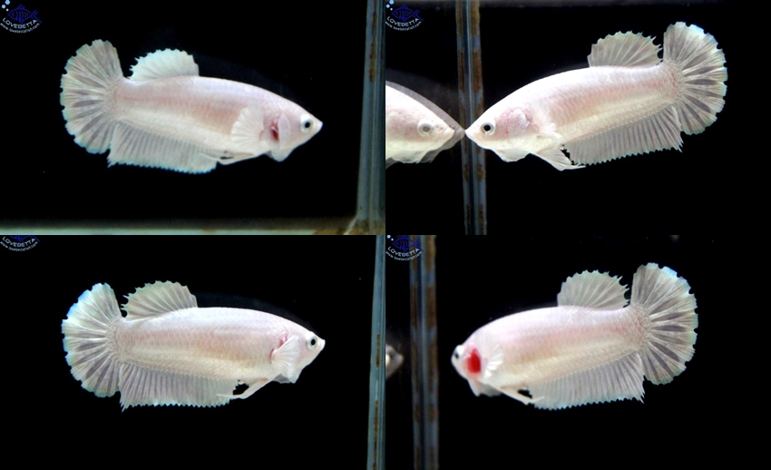 (ขายแล้วครับ)"คัดเกรด"ปลากัดครีบสั้นตัวเมีย-Female Halfmoon Plakats White Platinum