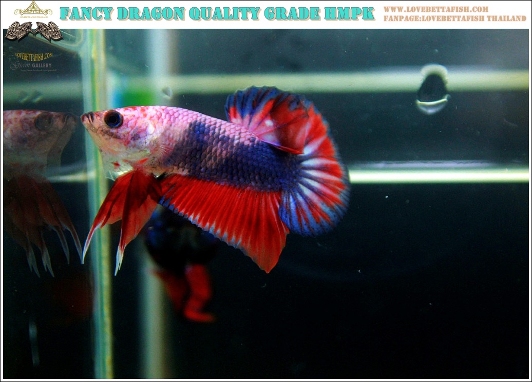 (ขายแล้วครับ)"คัดเกรด"ปลากัดครีบสั้น-Halfmoon Plakats Fancy Dragon Nice colors Nice Form