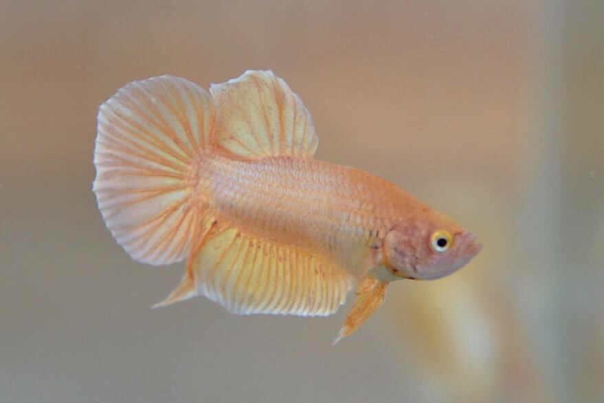 ปลากัดคัดเกรดครีบสั้น - Halfmoon Plakad Gold Quality Grade