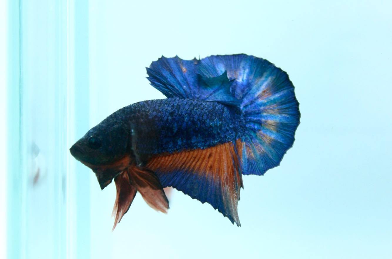 ปลากัดคัดเกรดครีบสั้น - Halfmoon Plakad Fancy Dragon Quality Grade