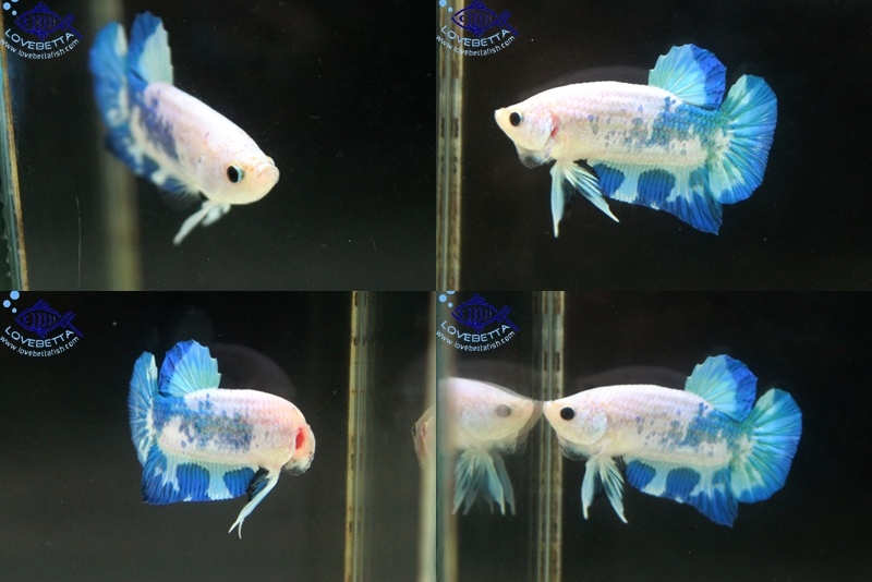 (ขายแล้วครับ)"คัดเกรด"ปลากัดครีบสั้น-Halfmoon Plakats Super Fancy Dragon