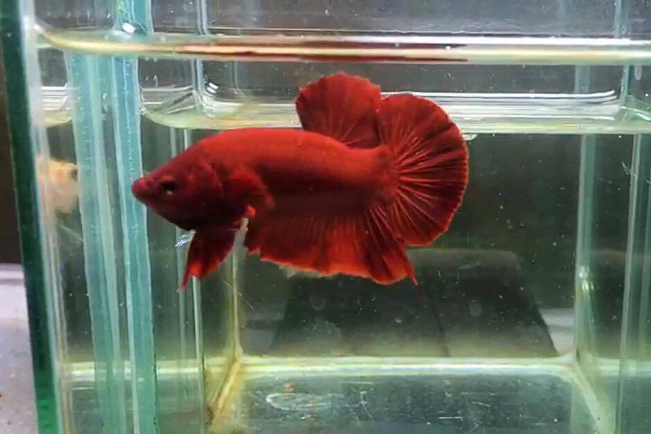 ปลากัดคัดเกรดครีบสั้น - Halfmoon Plakad Super Red Quality Grade