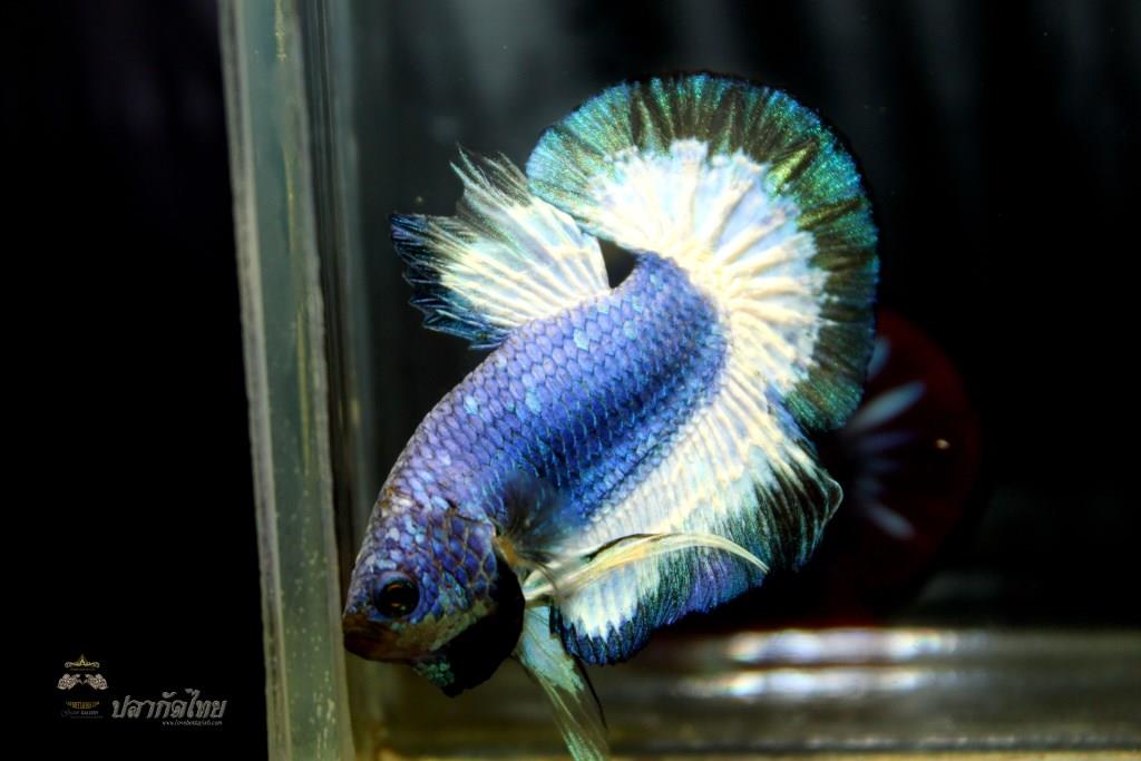 ปลากัดคัดเกรดครีบสั้น - Halfmoon Plakad Fancy Dragon Quality Grade