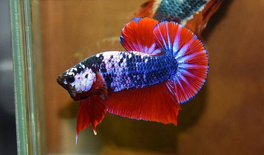 ปลากัดคัดเกรดครีบสั้น - Halfmoon Plakad Fancy Dragon Premium Quality Grade (ธงชาติไทย) AAA+