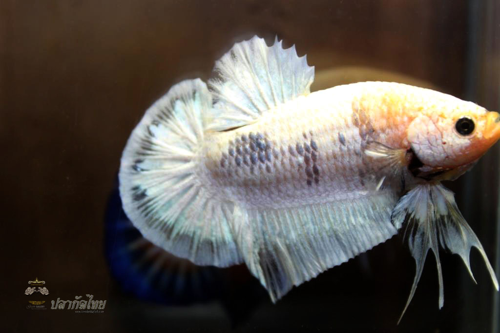 ปลาใหญ่ขนาดเกือบ 1.8-1.9 นิ้ว ปลากัดคัดเกรดครีบ - Halfmoon Plakad Fancy White Dragon Premium Quality Grade