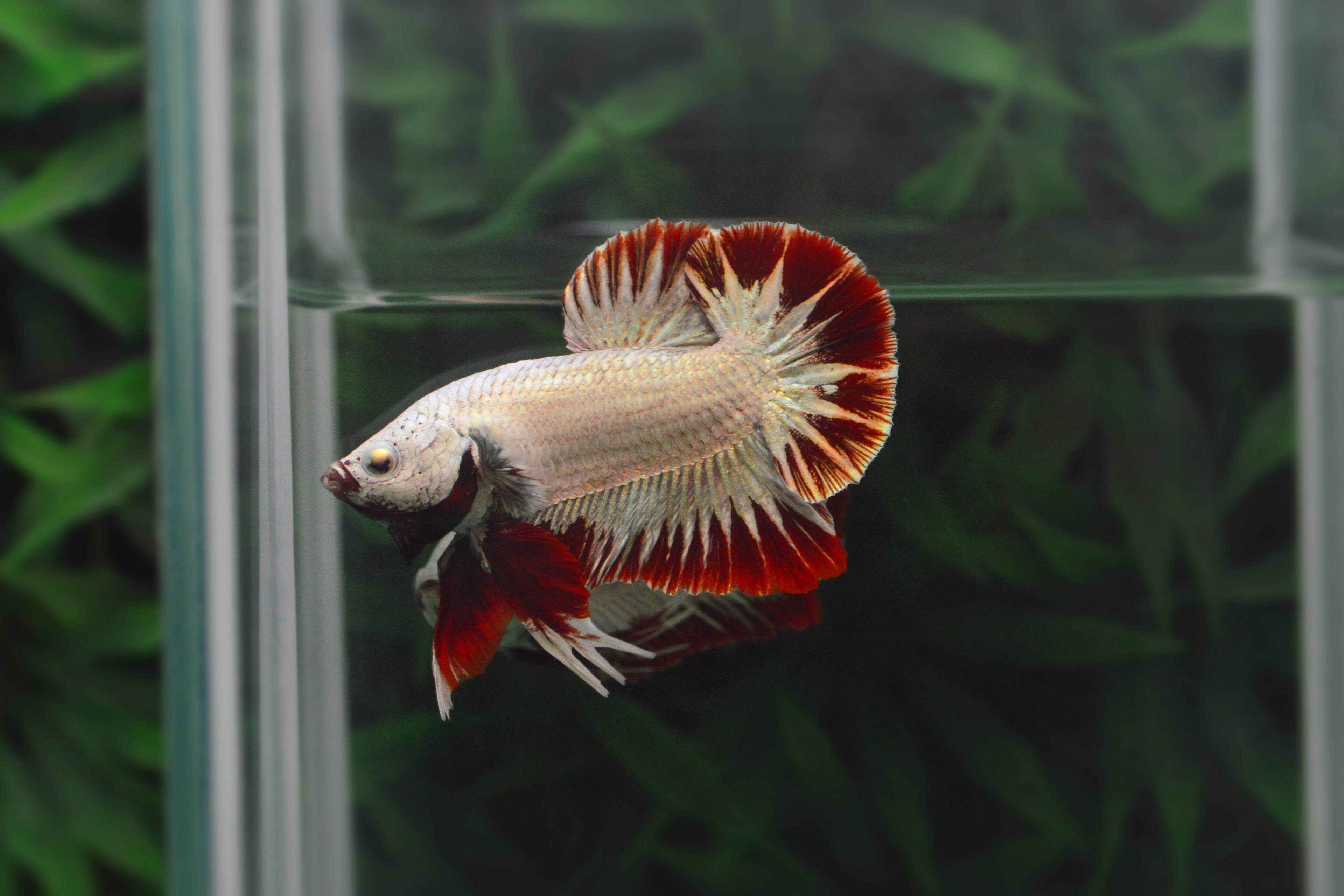 ปลากัดคัดเกรดครีบสั้นมังกรแดง - Halfmoon Plakad Red Dragon Premium Quality Grade