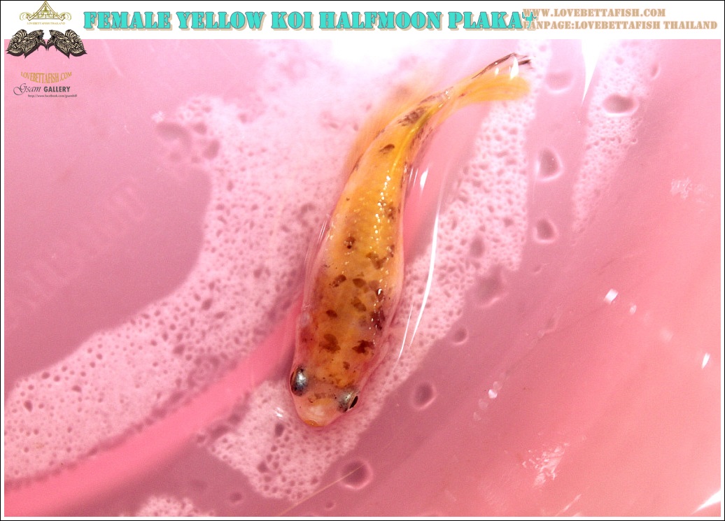 (ขายแล้วครับ)ปล่อยแม่พันธุ์"คัดเกรด"ปลากัดครีบสั้นเพศเมีย-Female Halfmoon Plakats Yellow Koi