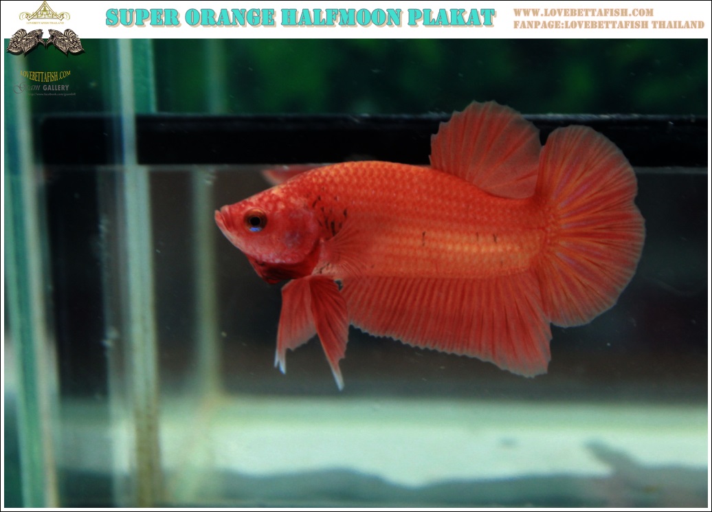 (ขายแล้วครับ)"คัดเกรด"ปลากัดครีบสั้น-Halfmoon Plakats Super Orange