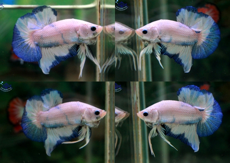 (ขายแล้วครับ)"คัดเกรด"ปลากัดครีบสั้น-Halfmoon Plakats Fancy