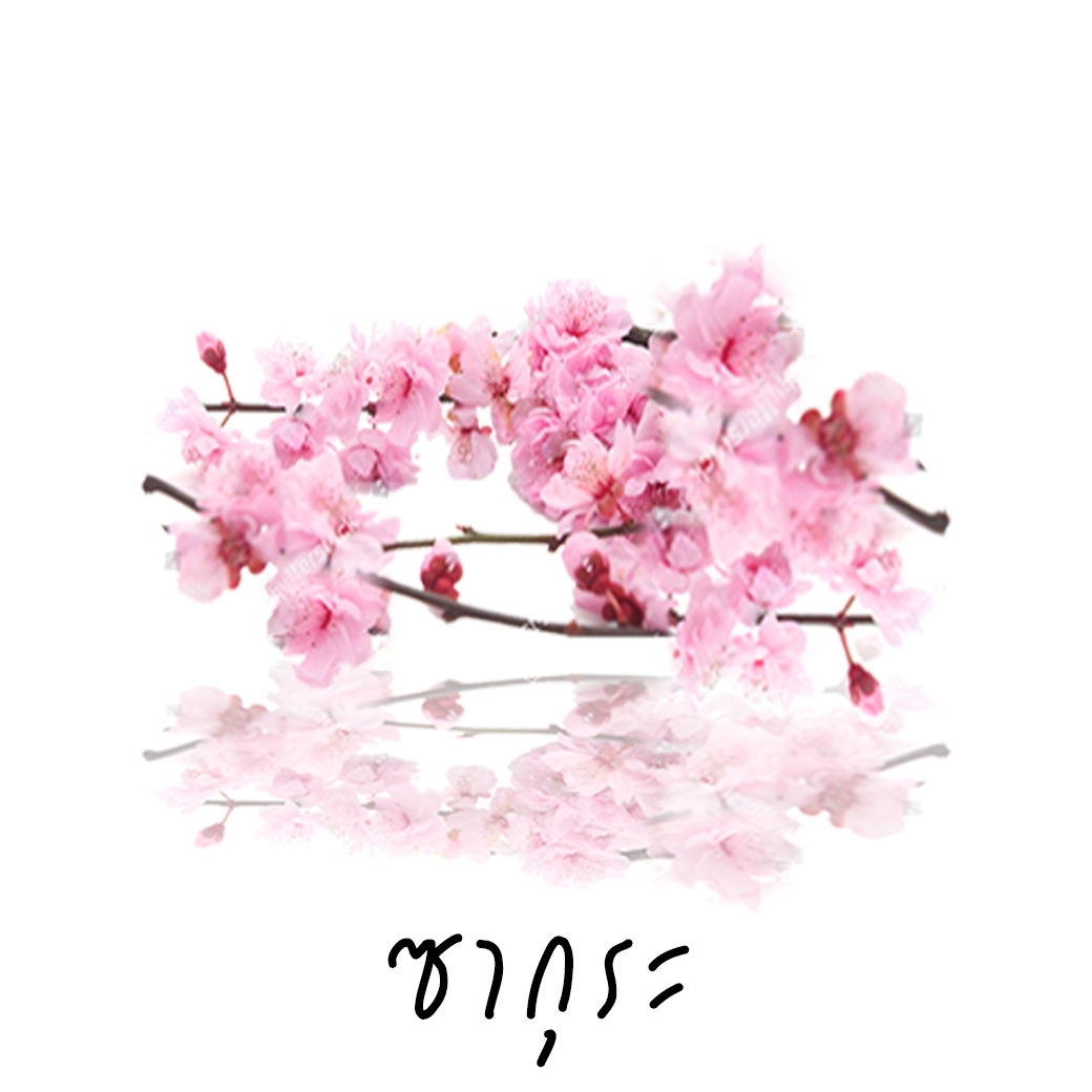 Scentnature ก้านไม้หอมอโรม่าปรับอากาศScentnature กลิ่น Sakura