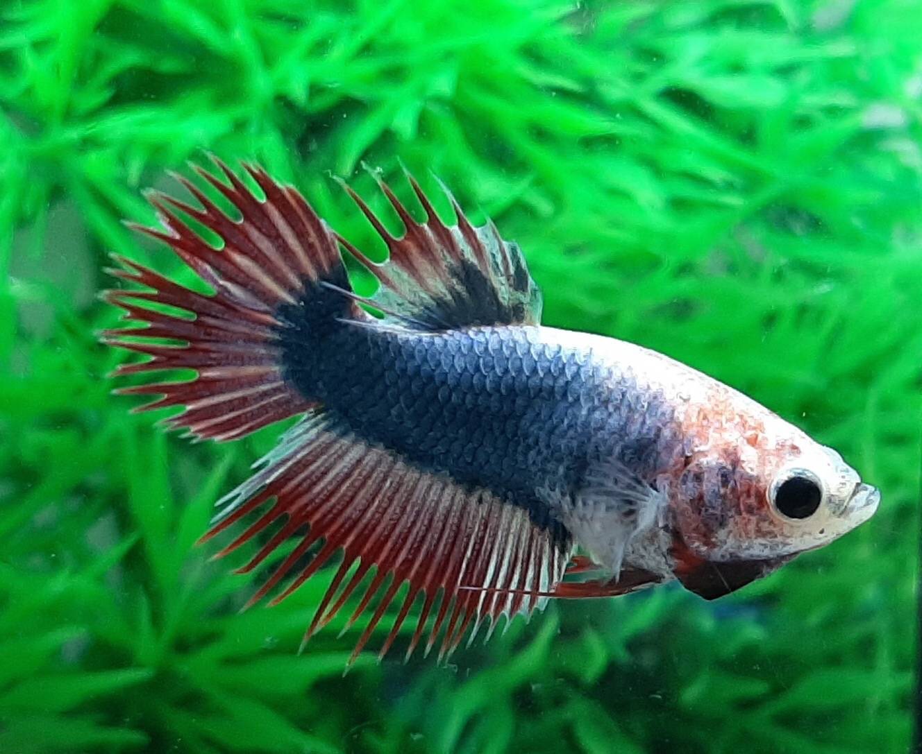 "ลายธงชาติ"ปลากัดคัดเกรดครีบยาวหางมงกุฎเพศเมีย - Female CrownTails Thailand Premium Quality Grade AAA+