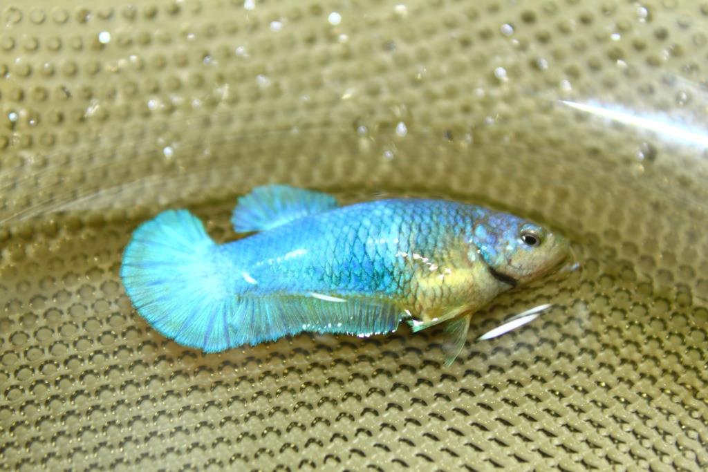 คัดเกรดปลากัดครีบสั้นเพศเมีย - Female Over Tails Halfmoon Plakad Premium Quality Grade AAA+