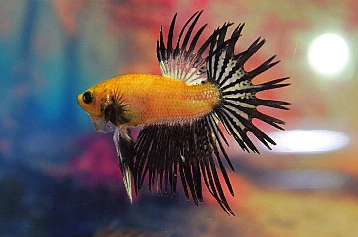 ปลากัดคัดเกรดครีบยาวหางมงกุฎ - CrownTails Fancy Colors Full Premium Quality Grade AAA+