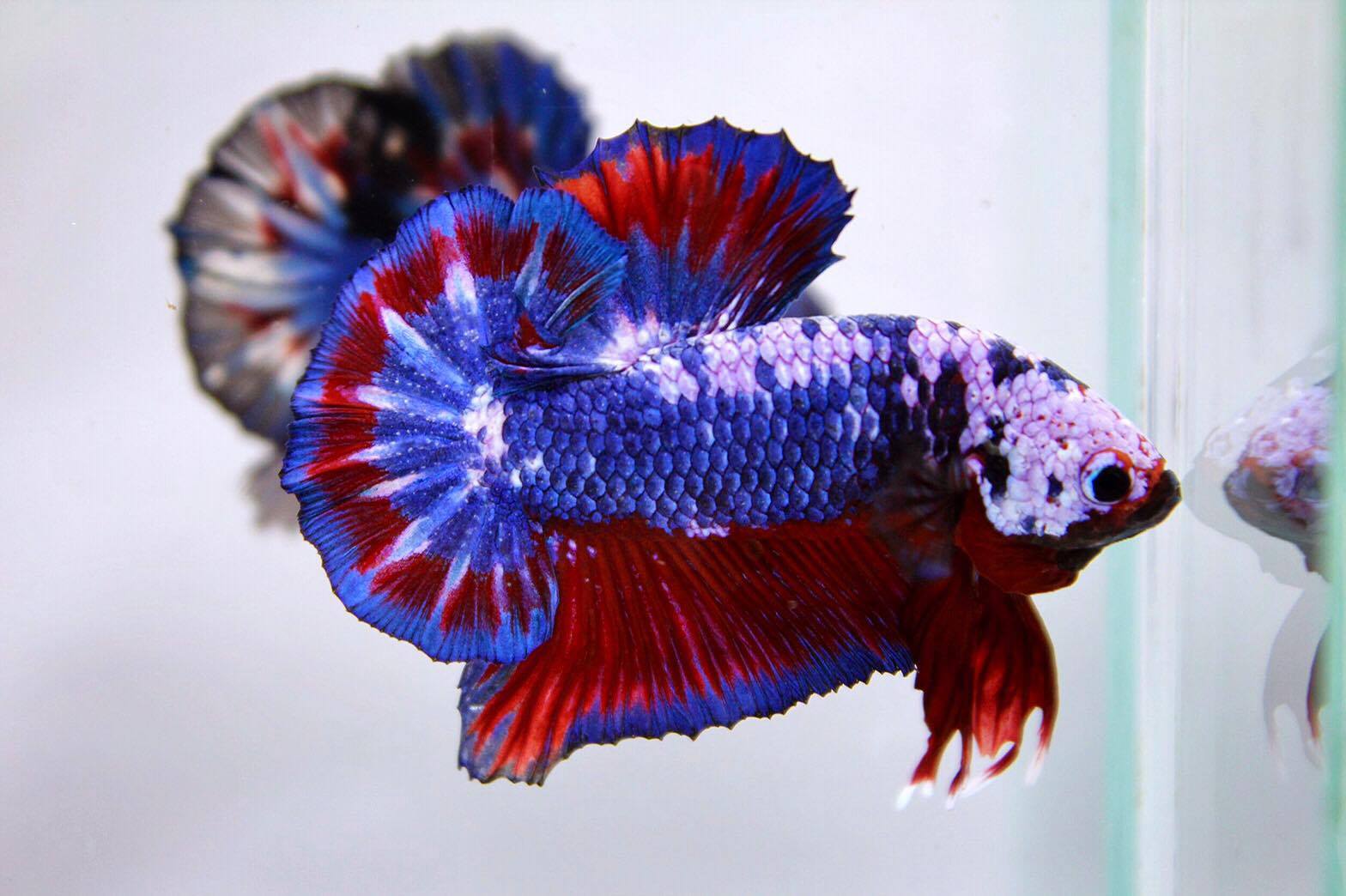ปลากัดคัดเกรดครีบสั้นลายธงชาติ - Halfmoon Plakad Fancy Dragon Thailand Premium Quality Grade