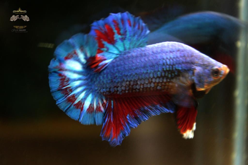 ปลากัดคัดเกรดครีบสั้น - Halfmoon Plakad Fancy Dragon Quality Grade