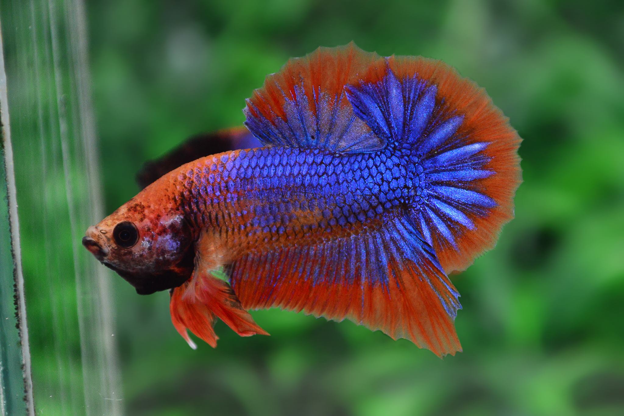 ปลากัดคัดเกรดครีบสั้น - Halfmoon Plakad Fancy Dragon Premium Quality Grade AAA+