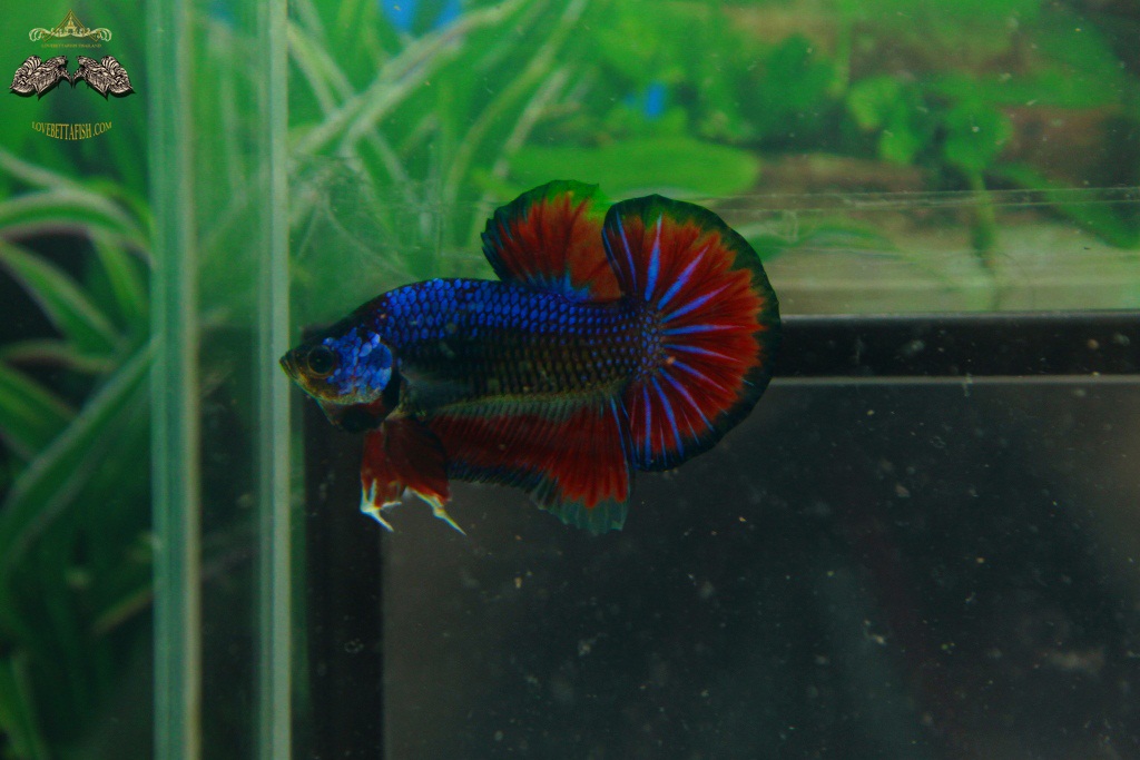(ขายแล้วครับ)"คัดเกรด"ปลากัดครีบสั้น-Halfmoon Plakats Fancy Dragon