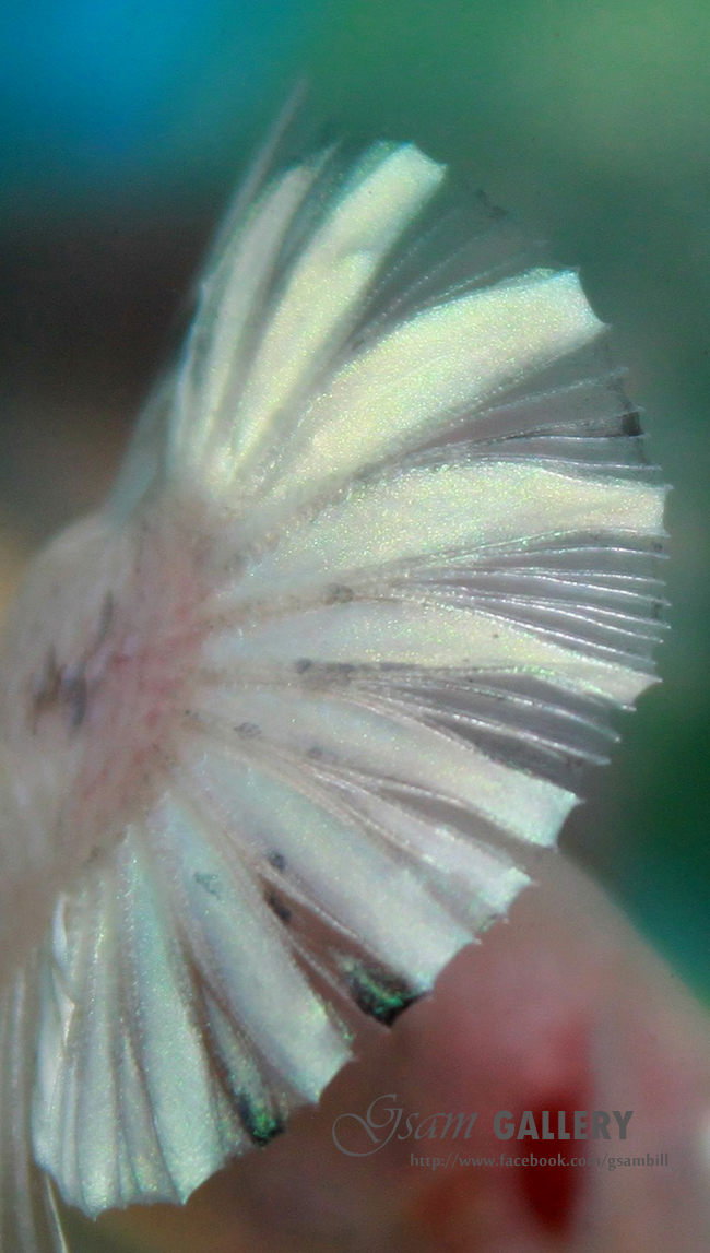 (ขายแล้วครับ)"คัดเกรด"ปลากัดครีบสั้น-Halfmoon Plakats Fancy Koi