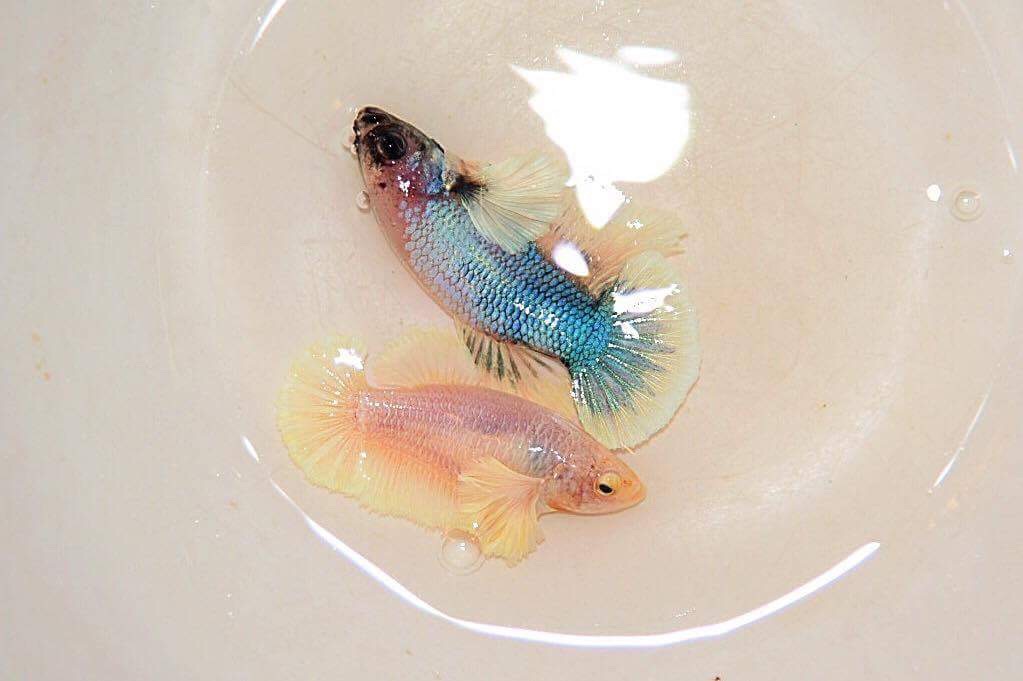 ตัวเมียและตัวผู้ปลากัดหูช้างคัดเกรด 1 คู่ - Female Halfmoon Big Ear Premium Quality Grade AAA+