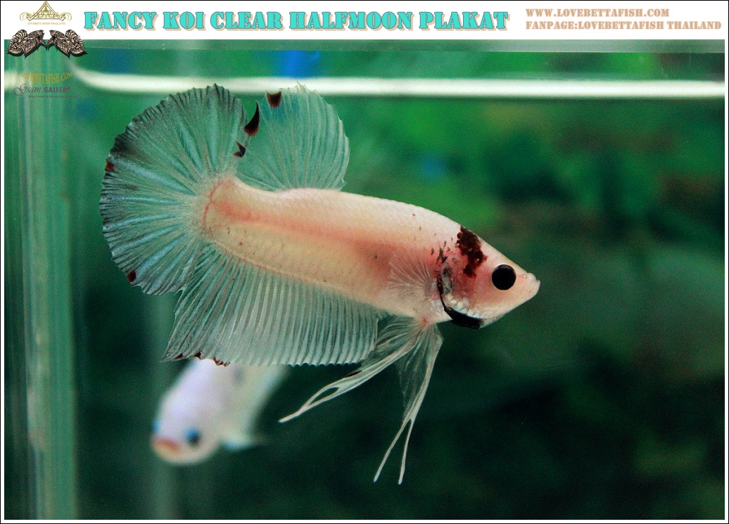 "คัดเกรด"ปลากัดครีบสั้น-Halfmoon Plakats Fancy Koi