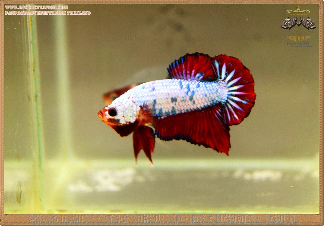 +ส่งท้ายปีเก่าตอนรับปีใหม่+ปลากัดครีบสั้น-Halfmoon Plakat Fancy Dragon
