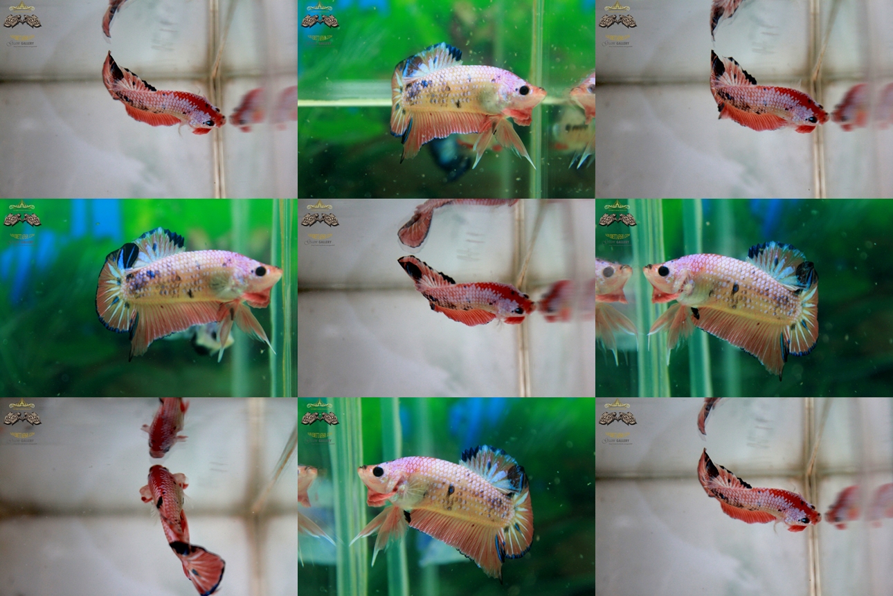 (ขายแล้วครับ)"คัดเกรด"ปลากัดครีบสั้น-Halfmoon Plakats Fancy Sweet Colors