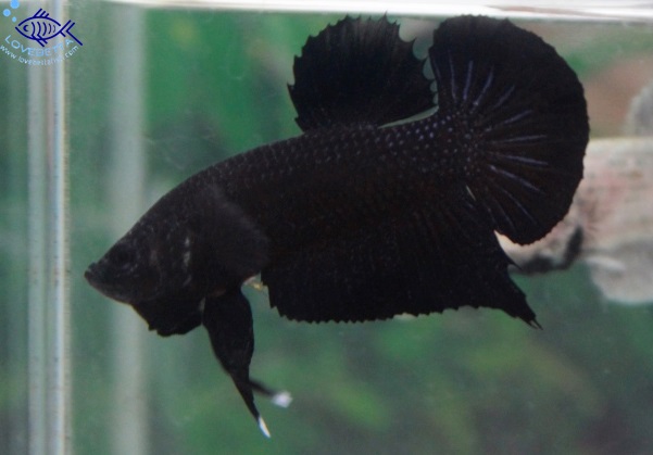 (ขายแล้วครับ)"คัดเกรด"ปลากัดครีบสั้น-Halfmoon Plakats Super Black