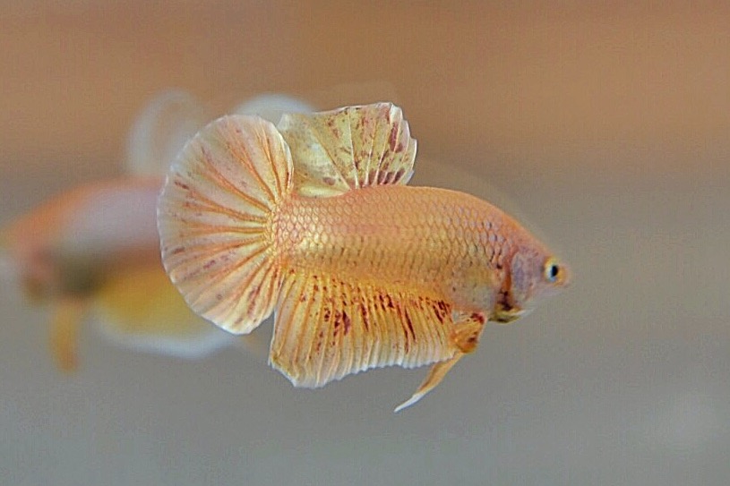 ปลากัดคัดเกรดครีบสั้น - Halfmoon Plakad Gold Vanda Quality Grade