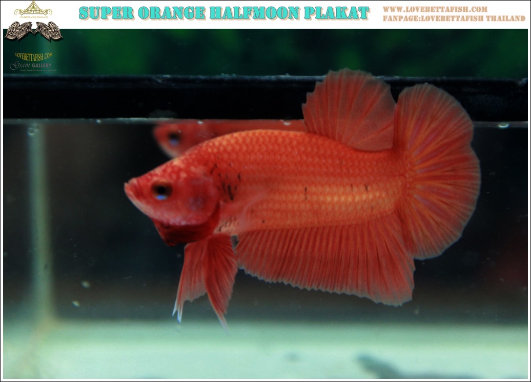 (ขายแล้วครับ)"คัดเกรด"ปลากัดครีบสั้น-Halfmoon Plakats Super Orange