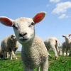 sheep placenta