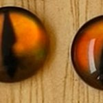 ตาสัตว์กลม ตาแมวส้ม ชิ้นละ 10 บาท เท่านั้น!!!! #มีเก็บปลายทาง