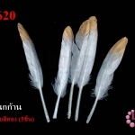 ขนนกก้าน สีเทา ปลายสีทอง (5ชิ้น)