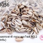 เปลือกหอยธรรมชาติ กลาง คละไซส์ NO.2 (1ถุง/450กรัม)