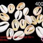 เปลือกหอยธรรมชาติ เล็ก คละไซส์ สีขาว(1ขีด/100กรัม)