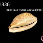 เปลือกหอยธรรมชาติ คละไซส์(1ขีด/100กรัม)