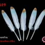 ขนนกก้าน สีขาว-ฟ้า ปลายสีทอง (5ชิ้น)